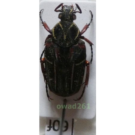 Taeniodera jucunda Mohnike, 1873 Philippines60f